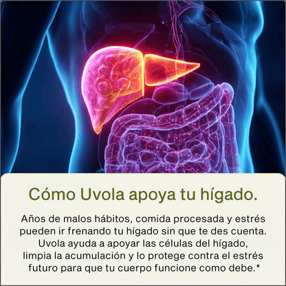 Uvola - Milk Thistle Liver Support